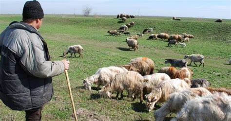 3 oi ale lui Gigi Becali au fost furate de pe câmp