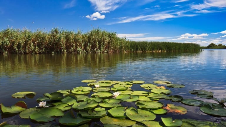 Acționând local pentru un impact global. Diversitatea Biologică și rolul apei la #focustogreenecolife